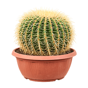 Echinocactus grusonii