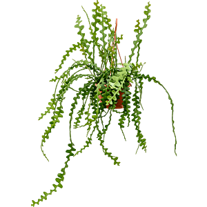 Epiphyllum anguliger