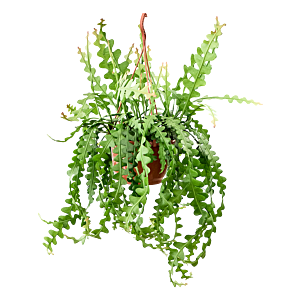 Epiphyllum anguliger