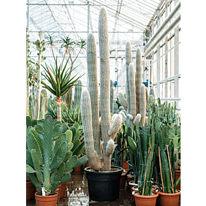 Espostoa lanata