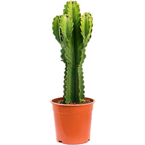 Euphorbia ingens