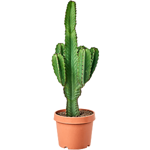 Euphorbia ingens