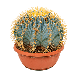 Ferocactus glaucescens