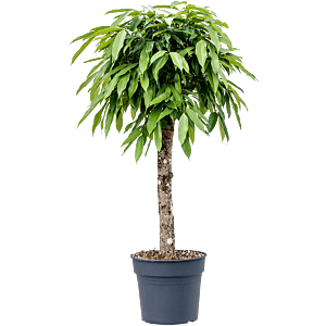 Ficus binnendijkii 'Amstel King'