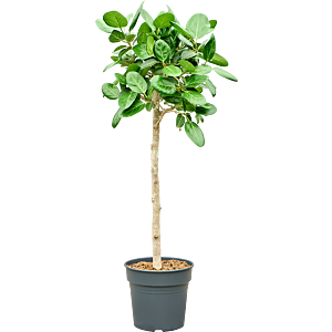 Ficus benghalensis 'Audrey'