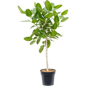 Ficus benghalensis Audrey. Kantoorplant op stam