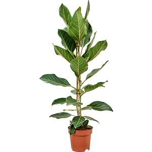 Ficus benghalensis 'Joy'
