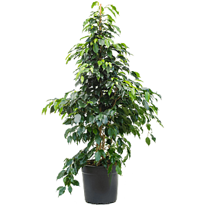 Ficus benjamina 'Danielle'