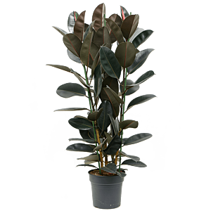 Ficus elastica 'Abidjan'