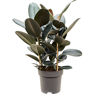 Ficus elastica 'Abidjan'