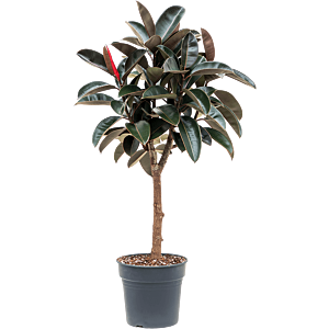 Ficus elastica 'Abidjan'