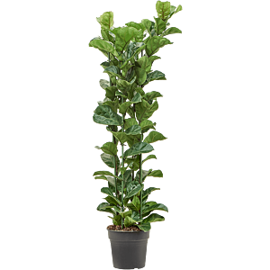 Ficus lyrata 'Bambino'
