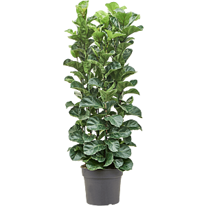 Ficus lyrata 'Bambino'