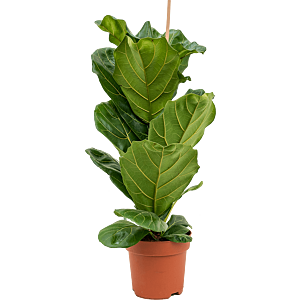 Ficus lyrata, tabaksplant voor kantoor