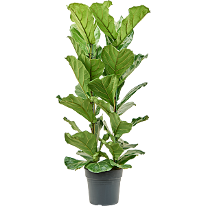 Ficus lyrata