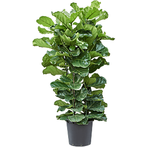 Ficus lyrata
