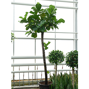 Ficus lyrata