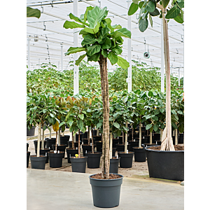 Ficus lyrata