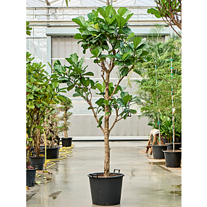Ficus lyrata
