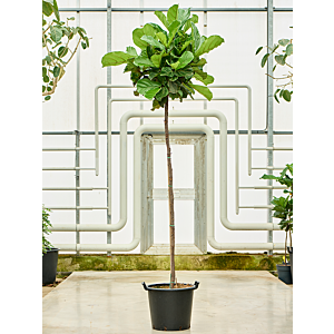 Ficus lyrata