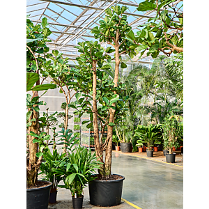 Ficus lyrata