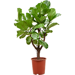 Ficus lyrata