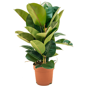 Ficus elastica robusta rubberplant voor kantoor