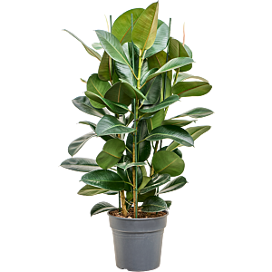 Ficus elastica robusta. Mooie kantoorplant