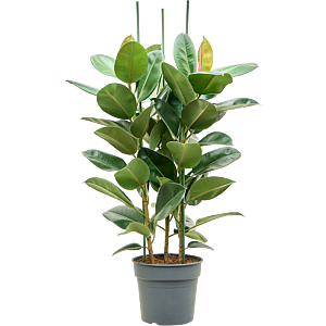 Ficus elastica 'Robusta'