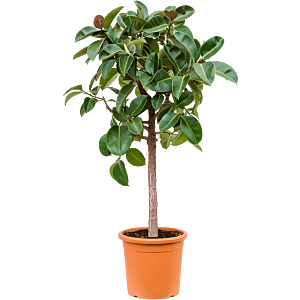 Ficus elastica 'Robusta'