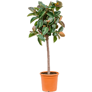 Ficus elastica 'Robusta'
