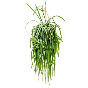 Lepismium bolivianum