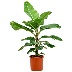 Musa dwarf cavendish