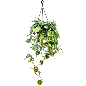 Philodendron scandens 'Brasil'