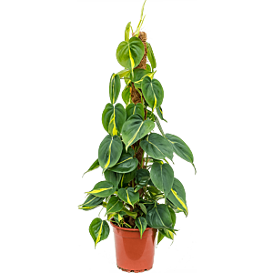 Philodendron scandens 'Brasil'