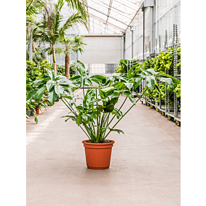 Philodendron 'Green Wonder'