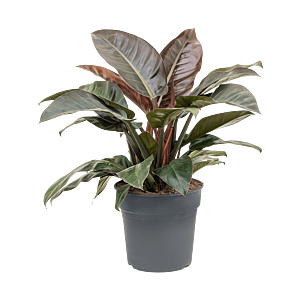 Philodendron 'Imperial Red'