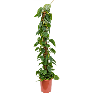 Philodendron scandens