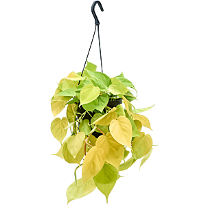 Philodendron scandens 'Lemon Lime'