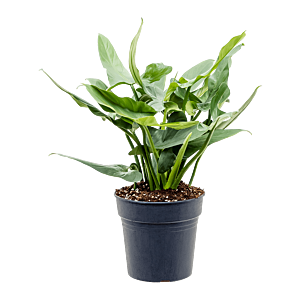 Philodendron 'Silver Queen'
