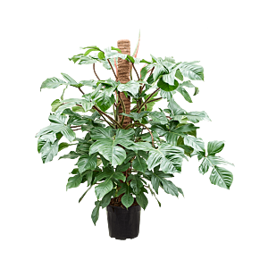 Philodendron squamiferum