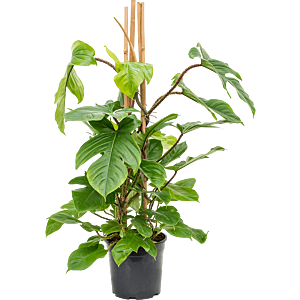 Philodendron squamiferum