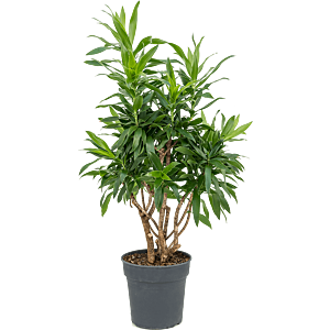 Dracaena reflexa