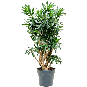 Dracaena reflexa