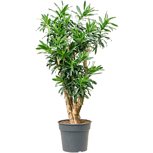 Dracaena reflexa