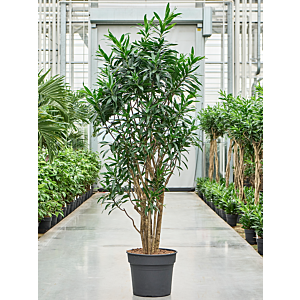 Dracaena reflexa