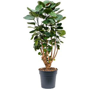 Aralia (Polyscias) 'Fabian'