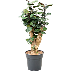 Polyscias (Aralia) Fabian