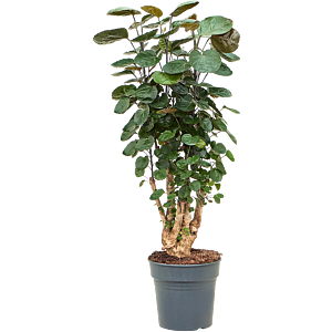 Aralia (Polyscias) 'Fabian'