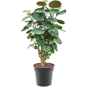 Aralia (Polyscias) 'Fabian'